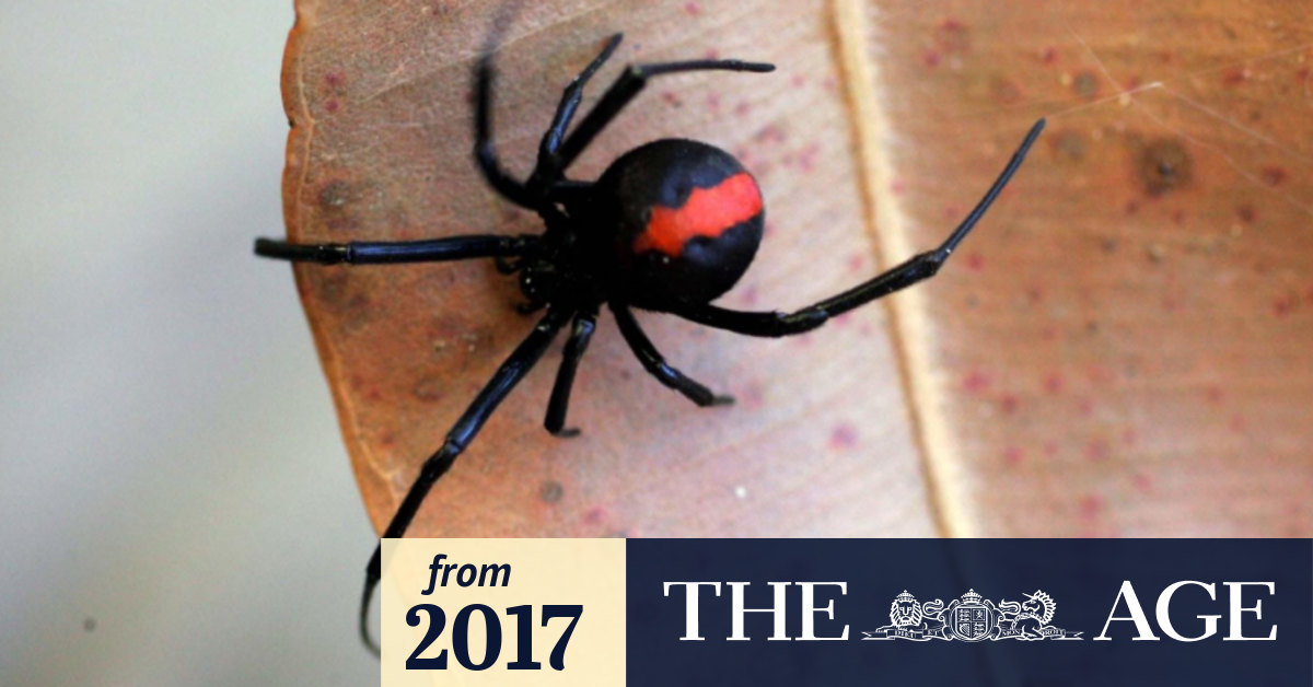 Put down the pesticides: Why you shouldn't be spraying your spiders ...